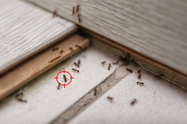 Best Commercial Pest Control Services  in North Beach, MD