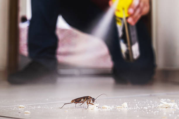 Best Mosquito Control Services  in North Beach, MD
